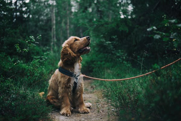 Comparer les mutuelles pour chien : comment choisir ?
